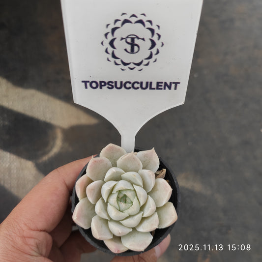 1733 Echeveria Hughmillus (5.5cm pot size)