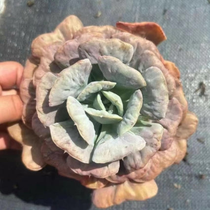 BL1322 Echeveria Heart Delight