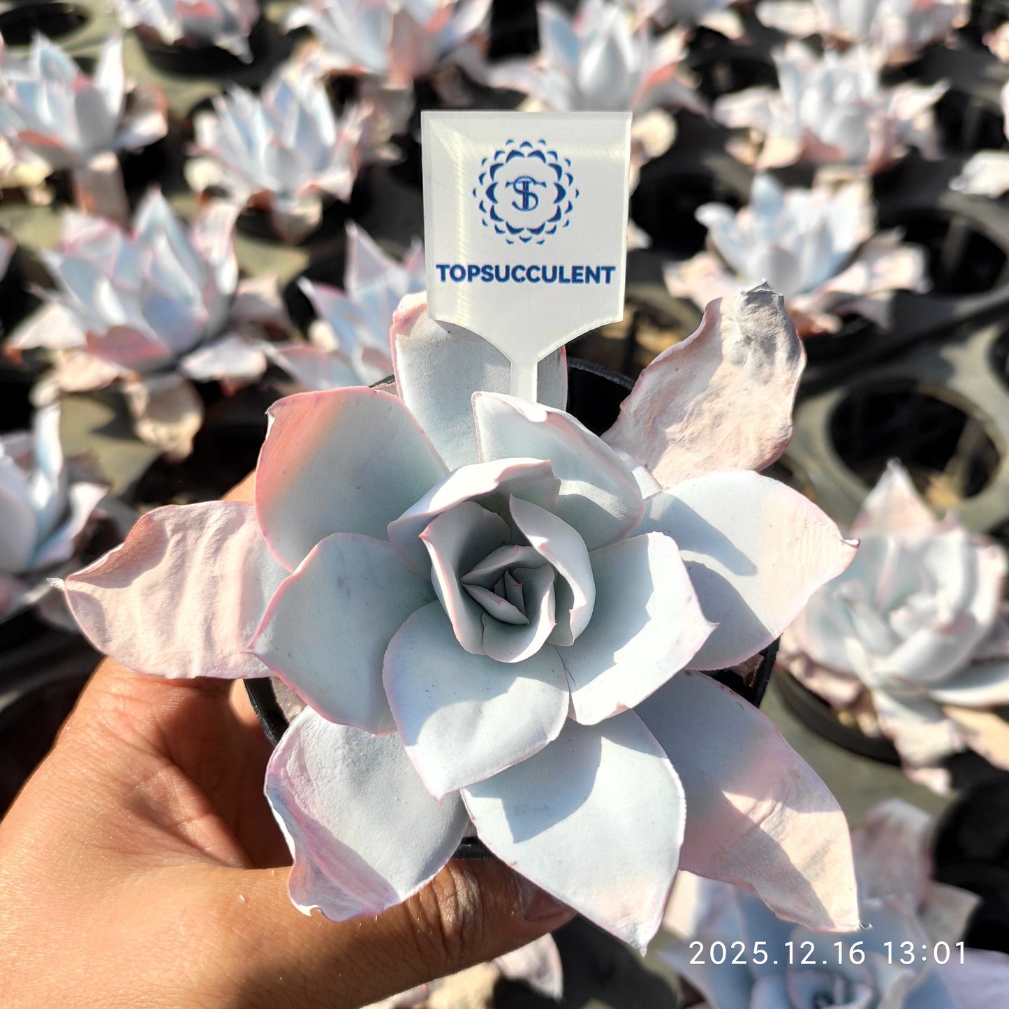 21791 Echeveria Cante (9cm pot size)