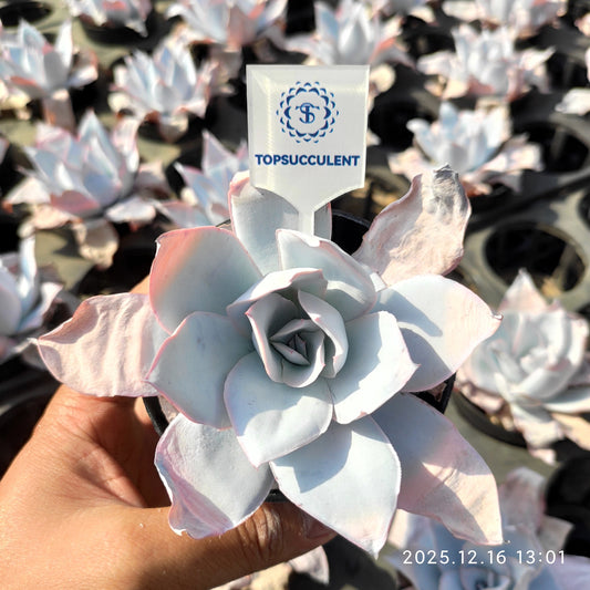 21791 Echeveria Cante (9cm pot size)