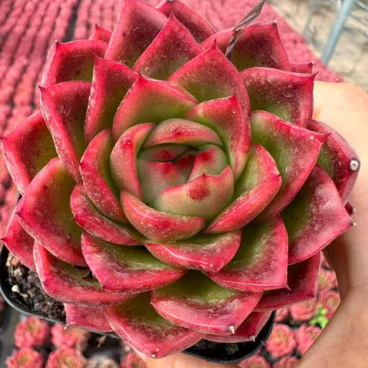 21975 Echeveria Mysterious Color (6cm pot size)