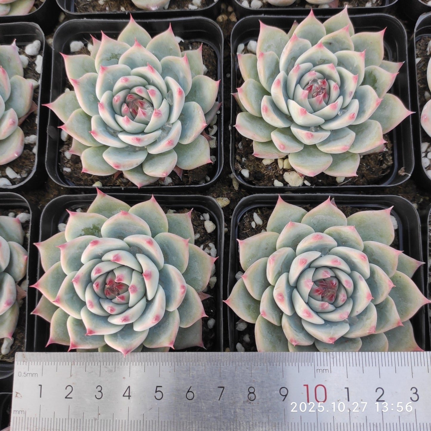21812 Echeveria Chihuahuaensis Hyb (7cm pot size)