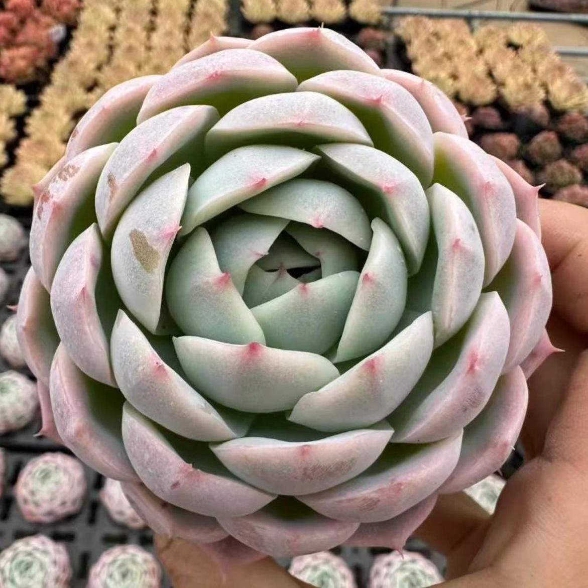 23430 Echeveria Witchcraft (9cm pot size)