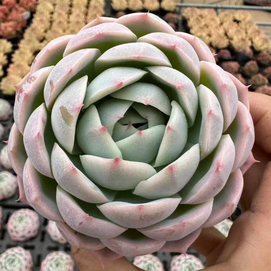 23430 Echeveria Witchcraft (9cm pot size)
