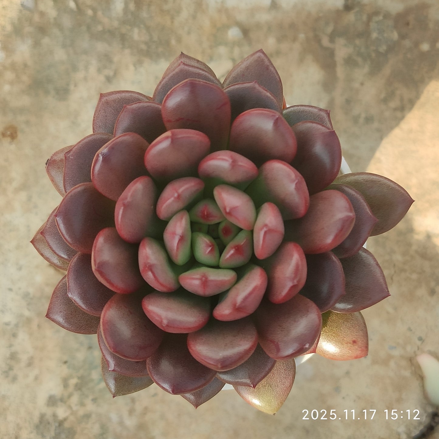 11552 Echeveria Pink Rubby (5.5cm pot size)