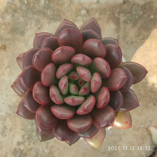 11552 Echeveria Pink Rubby (5.5cm pot size)