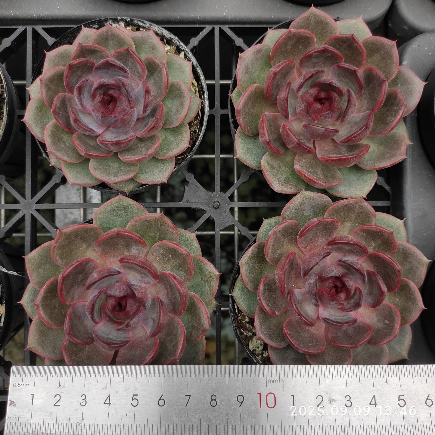 MMT848 Echeveria Cheese Blueberry(9cm pot size)