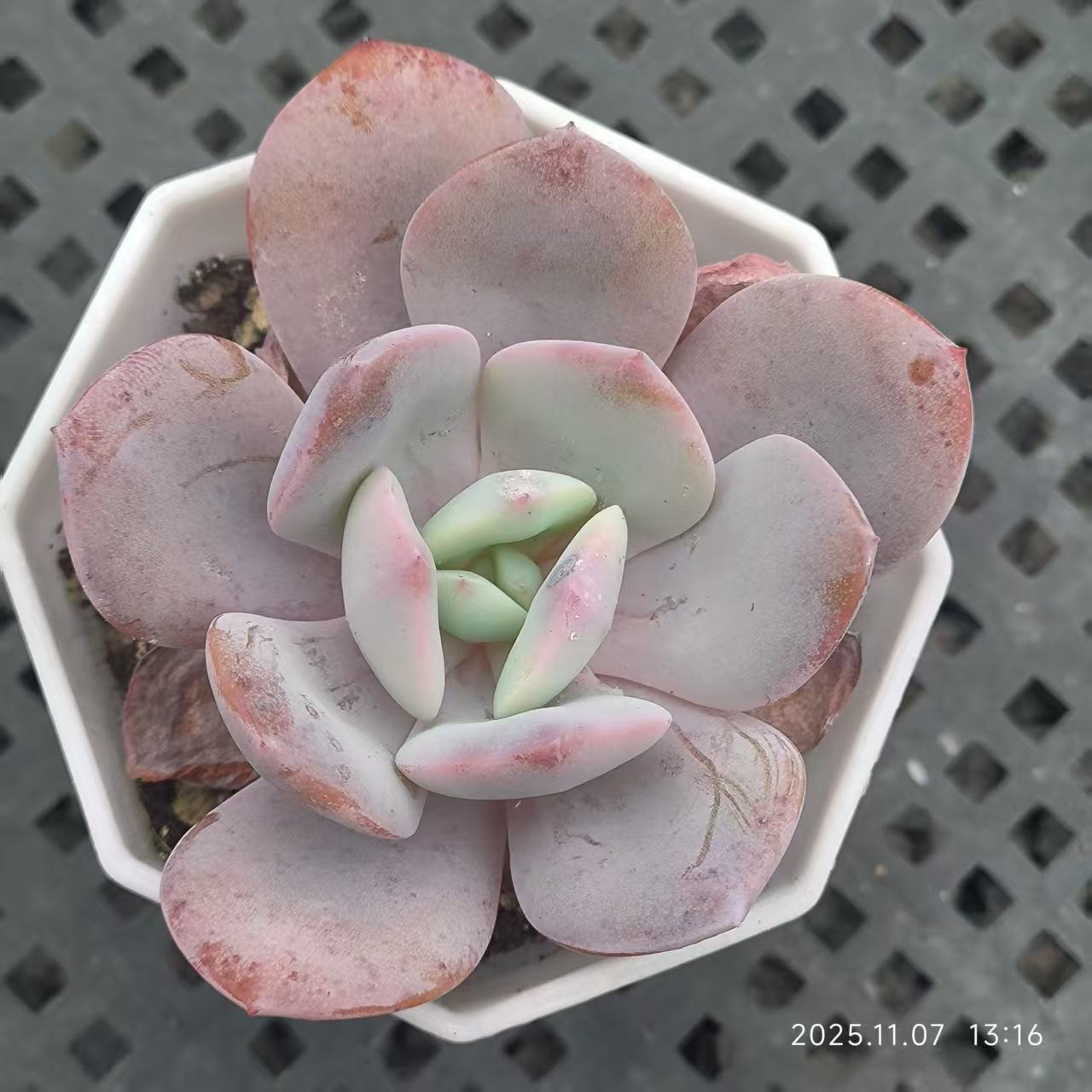 20613 Echeveria Milk Tea (6.5cm pot size)