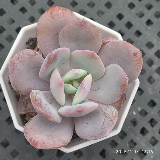 20613 Echeveria Milk Tea (6.5cm pot size)