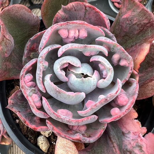 BL1100 Echeveria Rain Drops Variegated