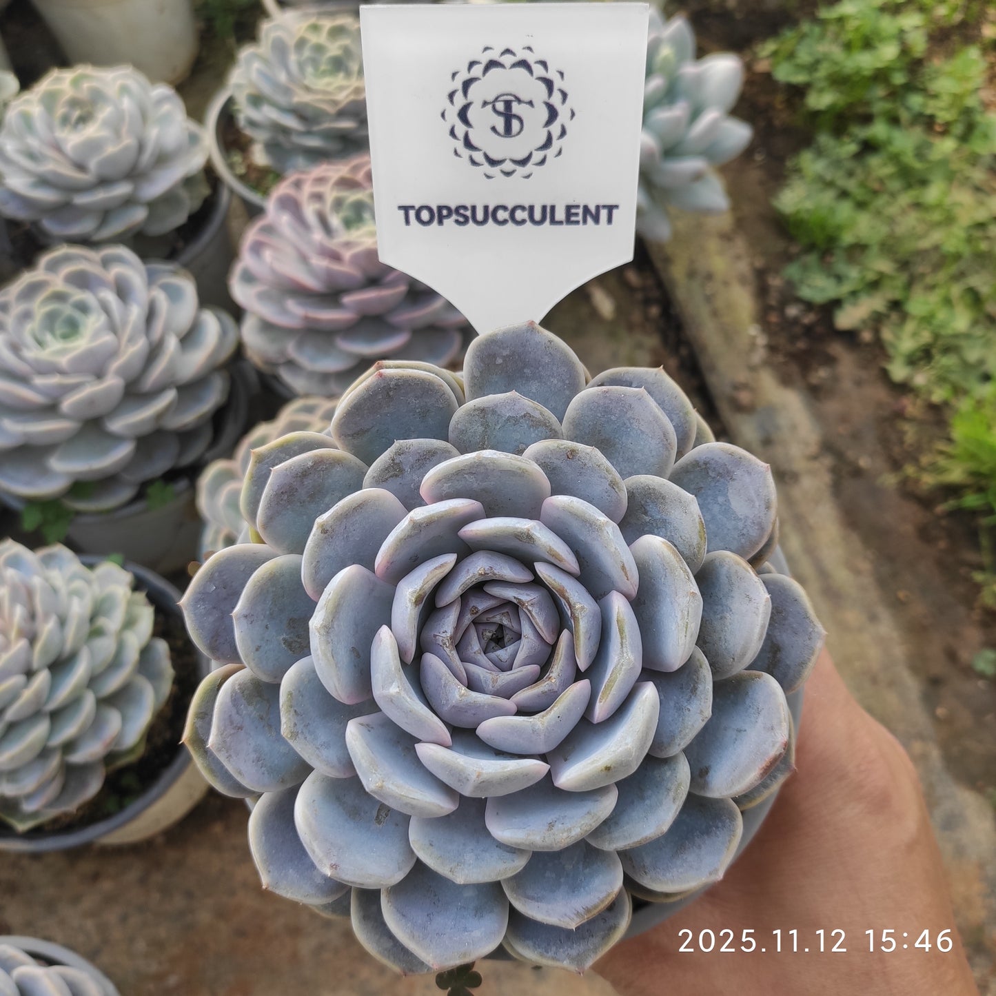 15587 Echeveria Tiny Burger (12cm pot size)