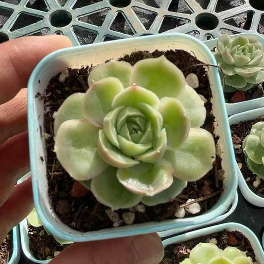25174 Echeveria Shrimp Dumplings (7cm pot size)