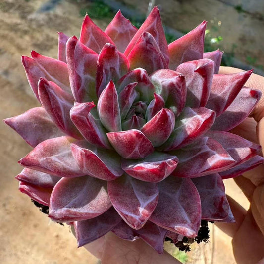 22617 Echeveria Puppy Love (7cm pot size)