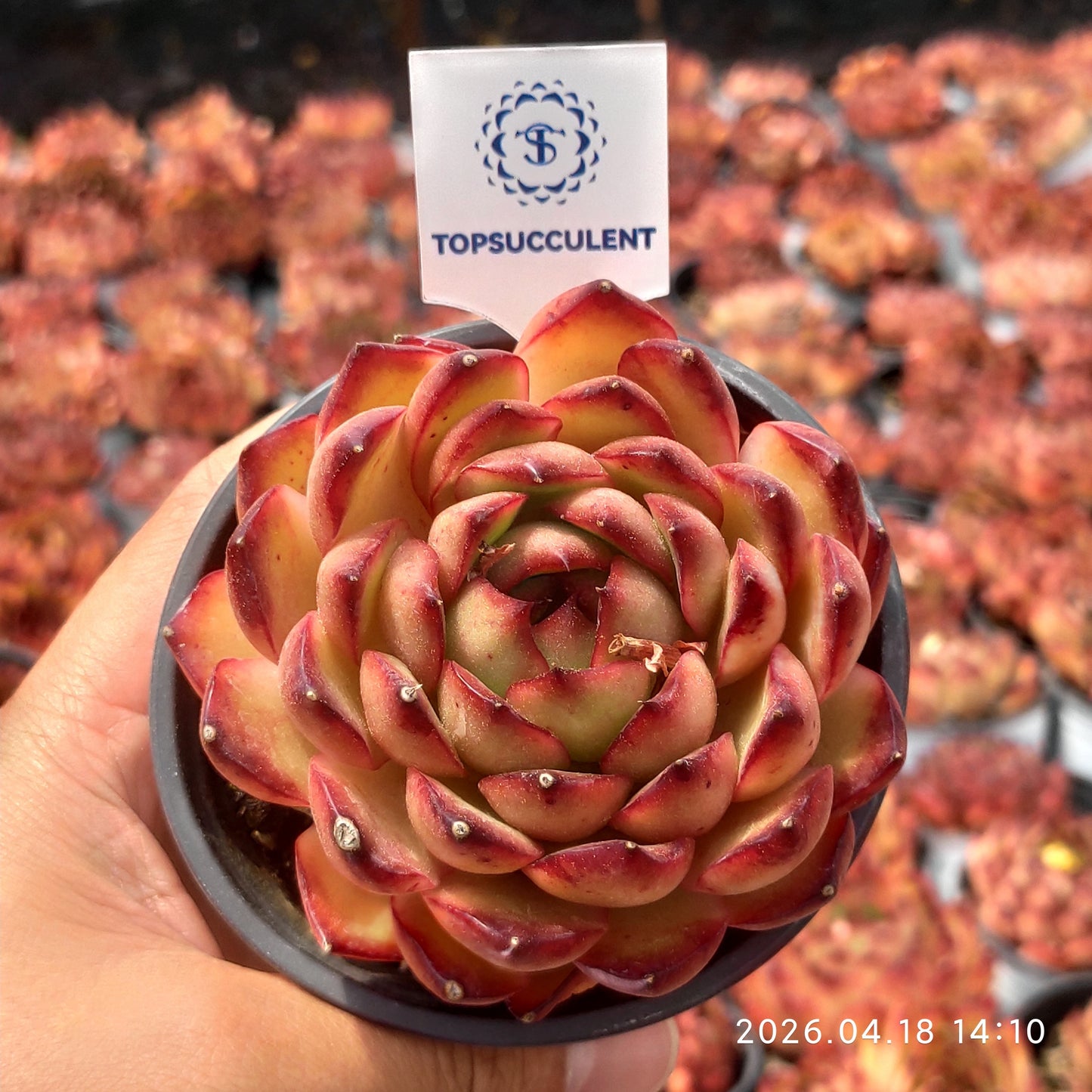 2809 Echeveria Red Moran (9cm pot size)
