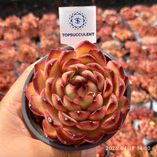 2809 Echeveria Red Moran (9cm pot size)