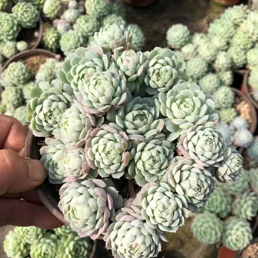 23380 Echeveria Ball of Fat (12cm pot size)