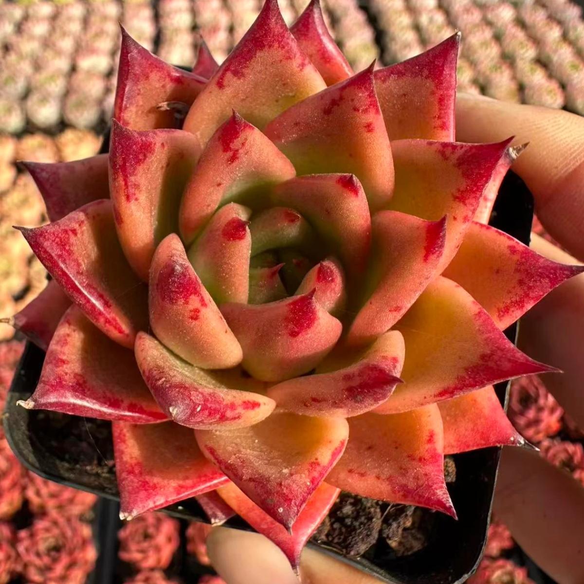 23012 Echeveria Matches (7cm pot size)