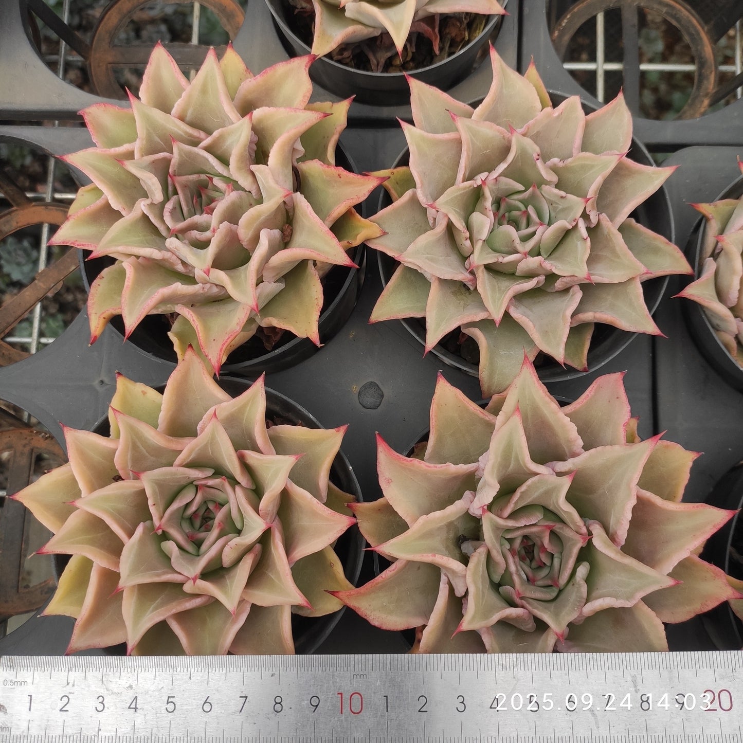 HM123 Echeveria Madiba(11cm pot size)