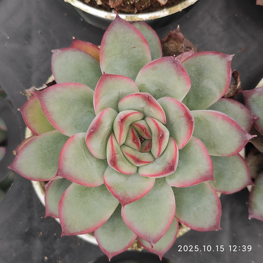 21465 Echeveria Mexico Pulidones Hyb (5.5cm pot size)
