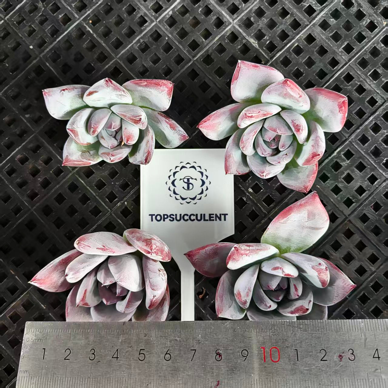 22404 Echeveria Black Sabbath (5cm pot size)