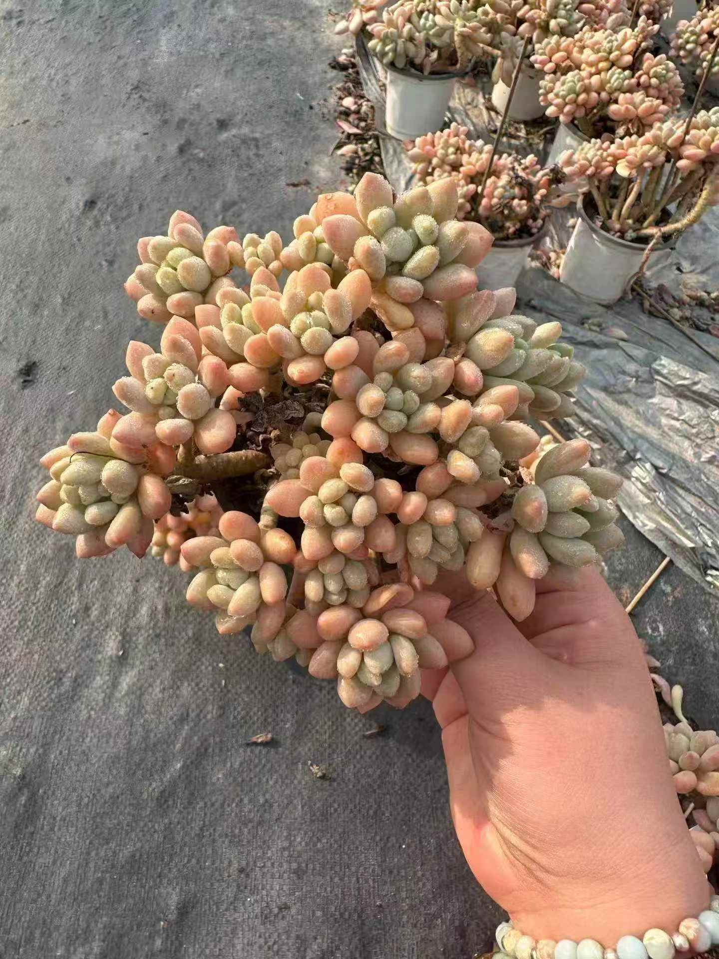 25949 Echeveria Caviar (9cm pot size)