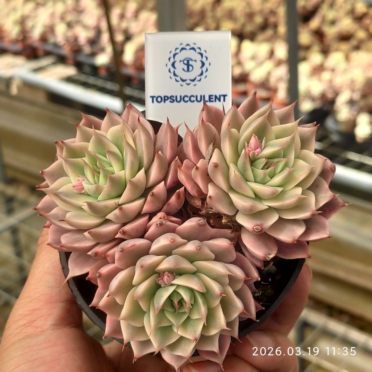 360592 Echeveria Magarette Variegated (9cm pot size)