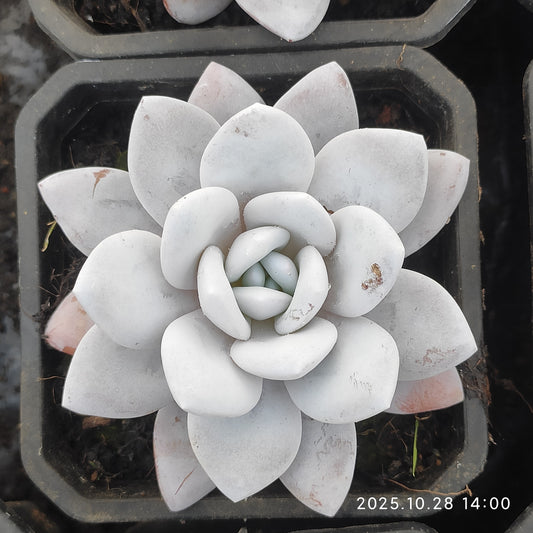 14945 Echeveria Laui (9cm pot size)
