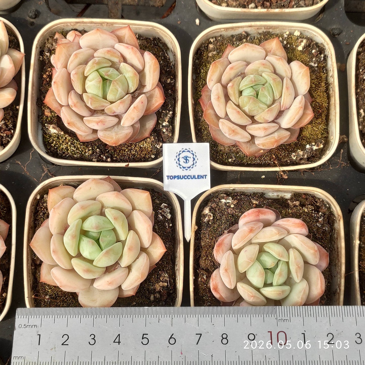 360146 Echeveria Monroe Boat (7cm pot size)