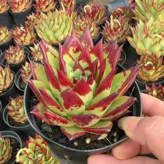 24572 Echeveria Lip Stick (12cm pot size)