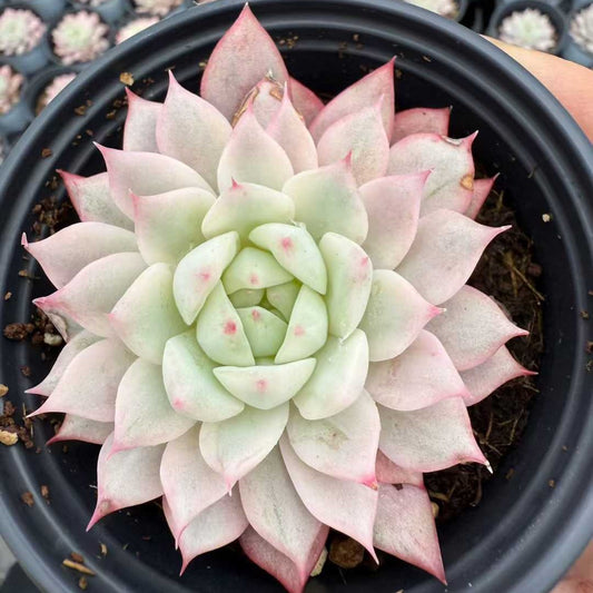 23630 Echeveria Tippy Variegated (9cm pot size)