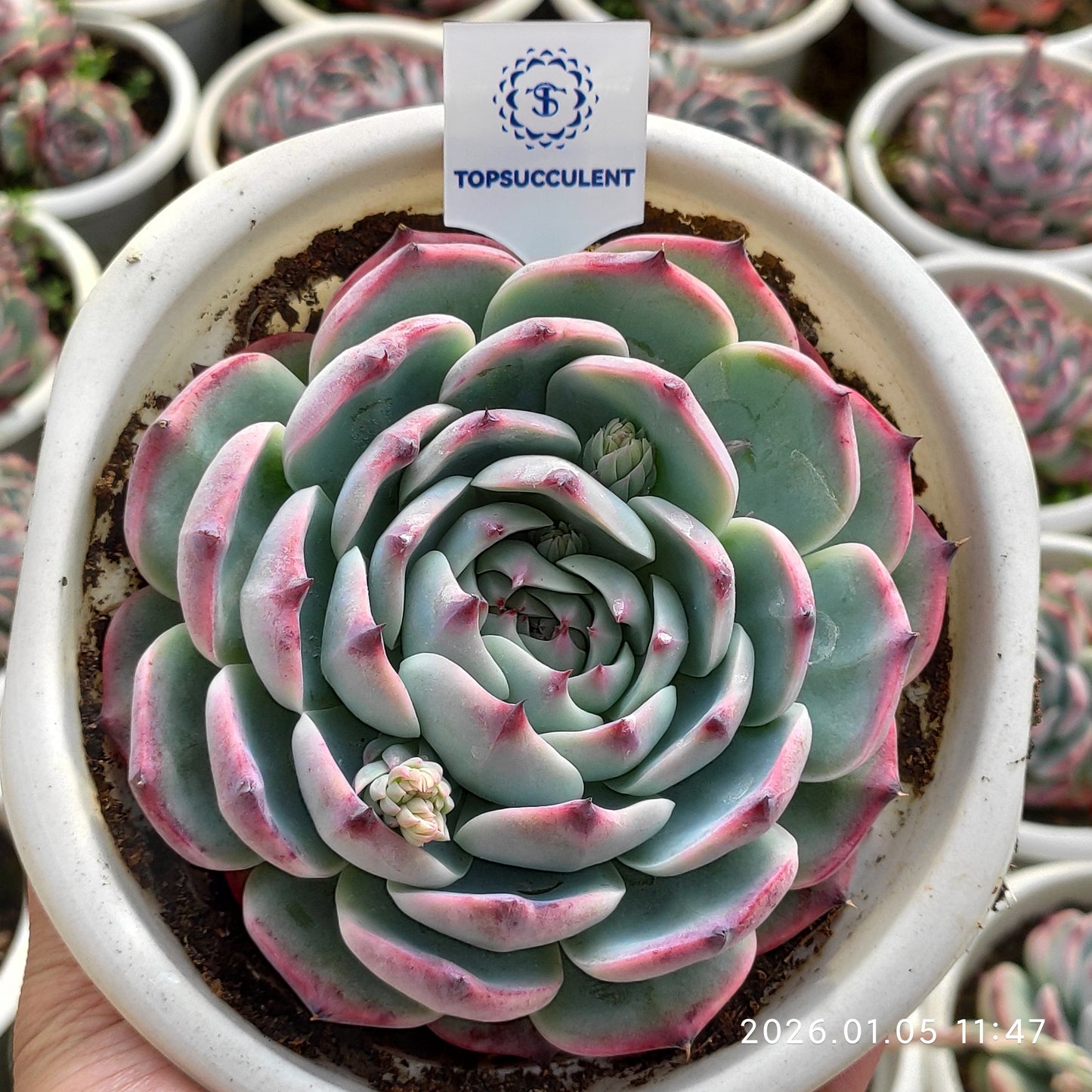 19587 Echeveria Chihuahuaensis (18cm pot size)