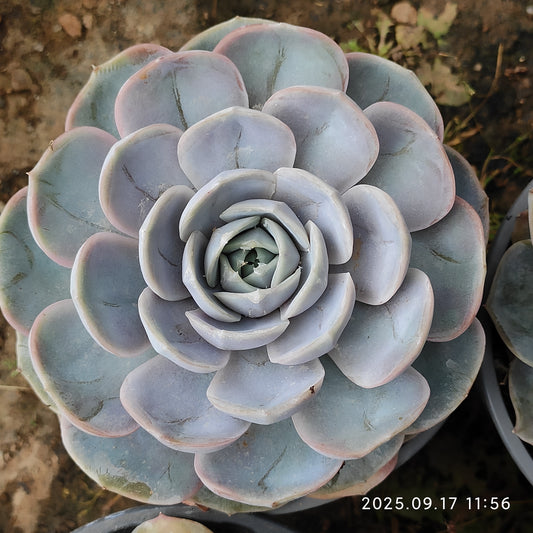 NGN364 Echeveria Blue Surprise(12cm pot size)
