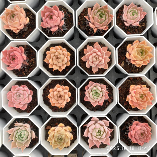 21589 Echeveria Moon Elf (7cm pot size)