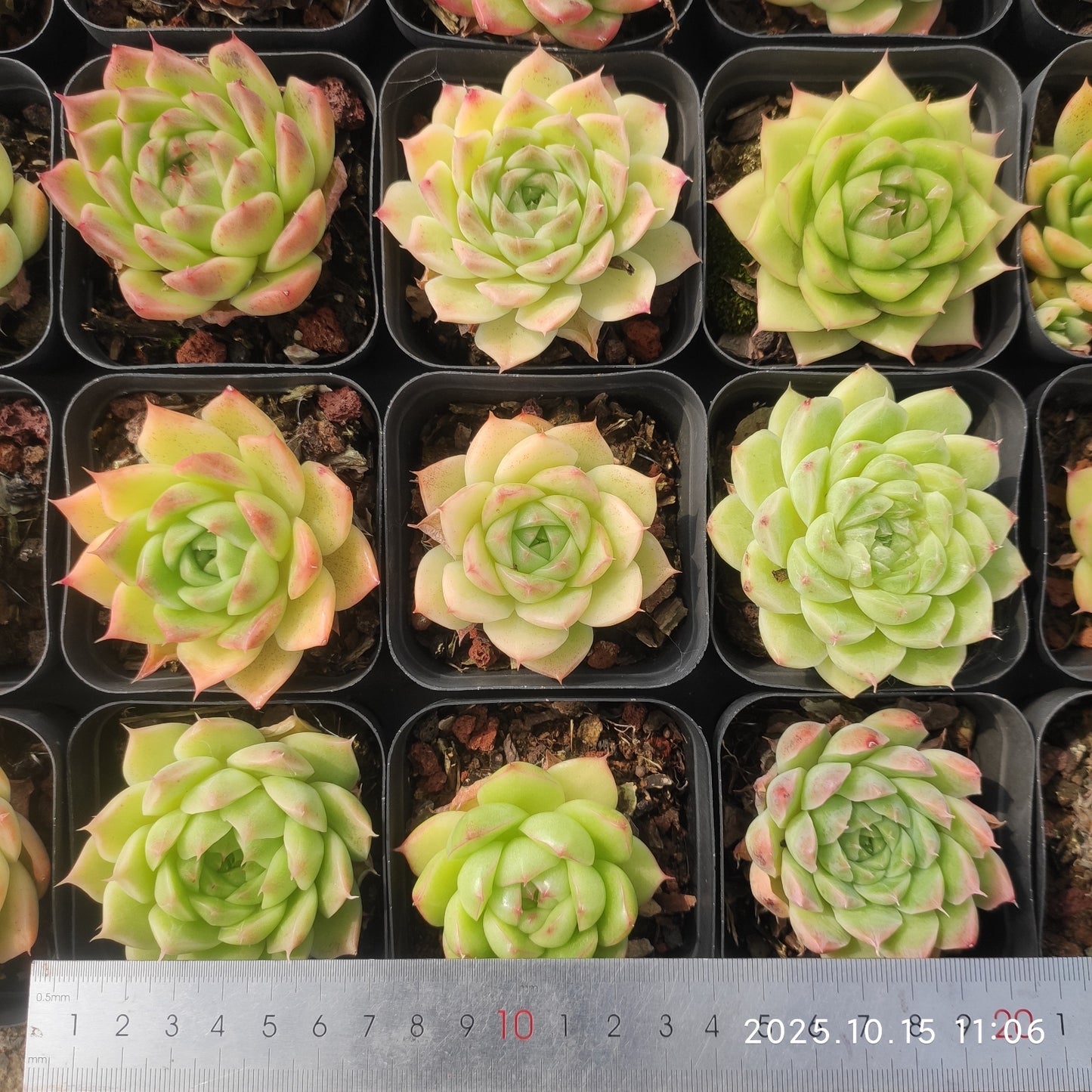 3793 Echeveria Malgan Hyb (7cm pot size)