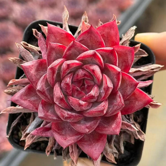 23423 Echeveria Princess Laura (5cm pot size)
