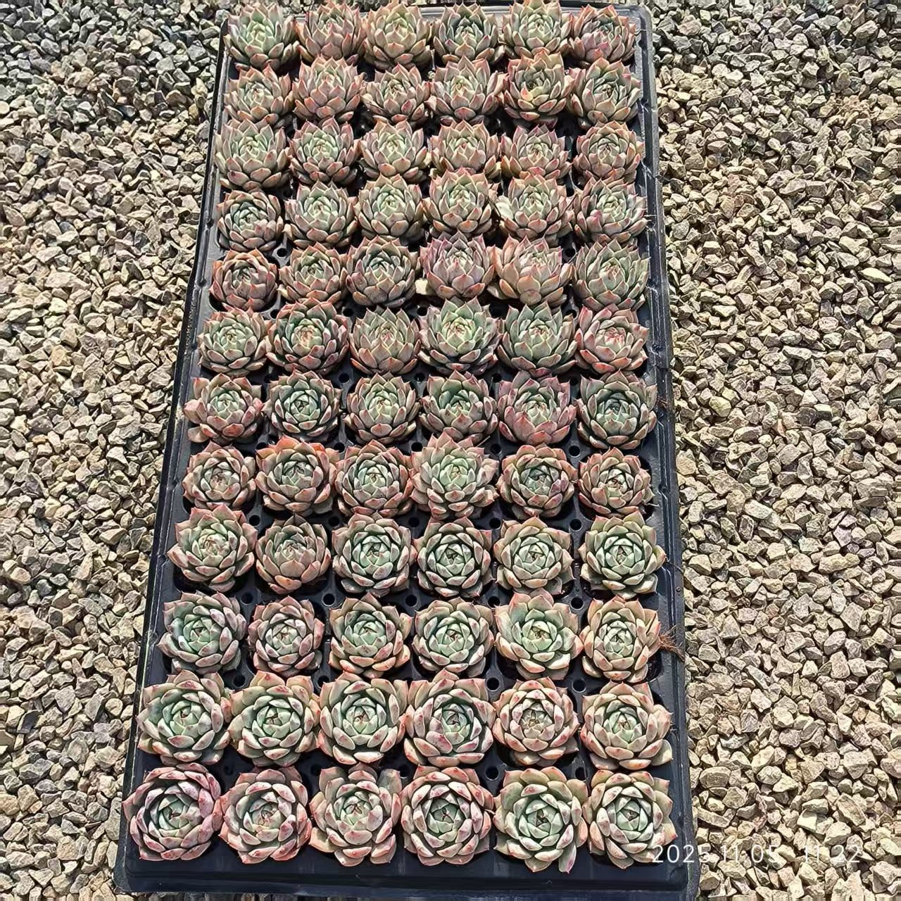 22034 Echeveria Tippy (4cm pot size)