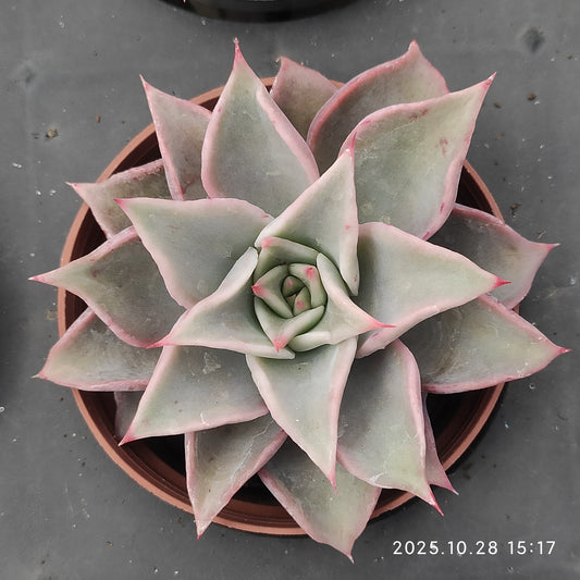 22215 Echeveria Red Madiba (7cm pot size)