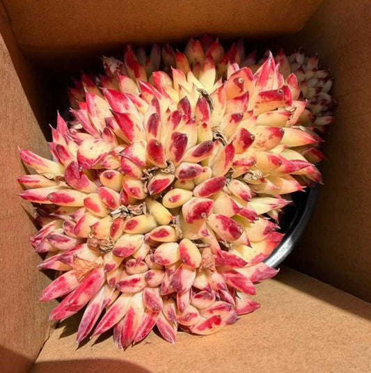360794 Echeveria Ratam Cristata (9cm pot size)