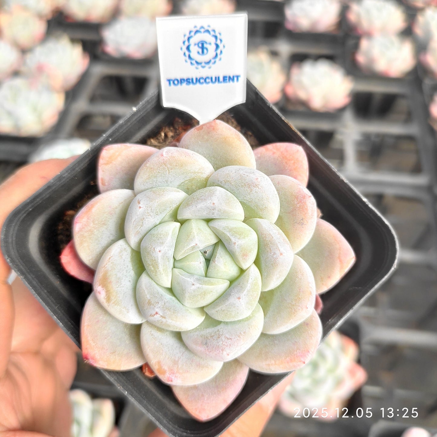 18854 Echeveria Jade Butterfly (7cm pot size)