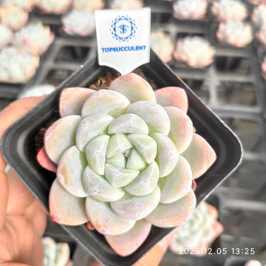 18854 Echeveria Jade Butterfly (7cm pot size)