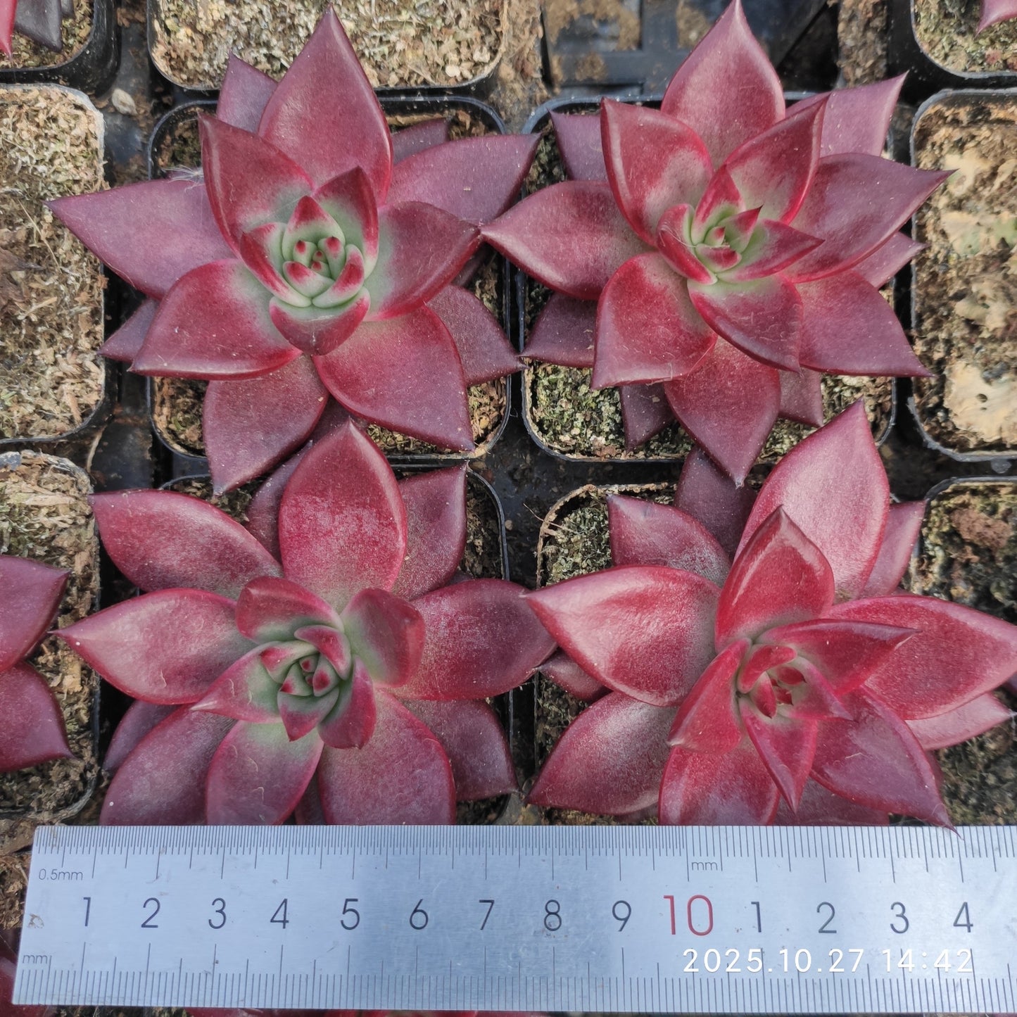 21162 Echeveria Robin (7cm pot size)