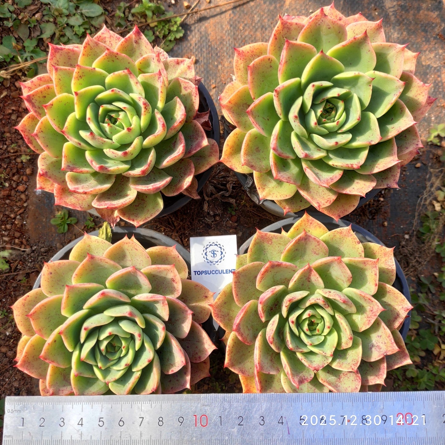 24112 Echeveria Red Queen (12cm pot size)