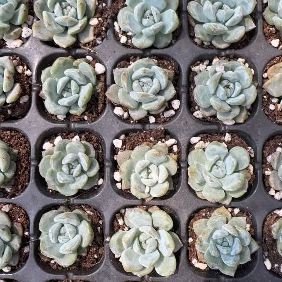 14588 Echeveria Orange Monroe (4cm pot size)