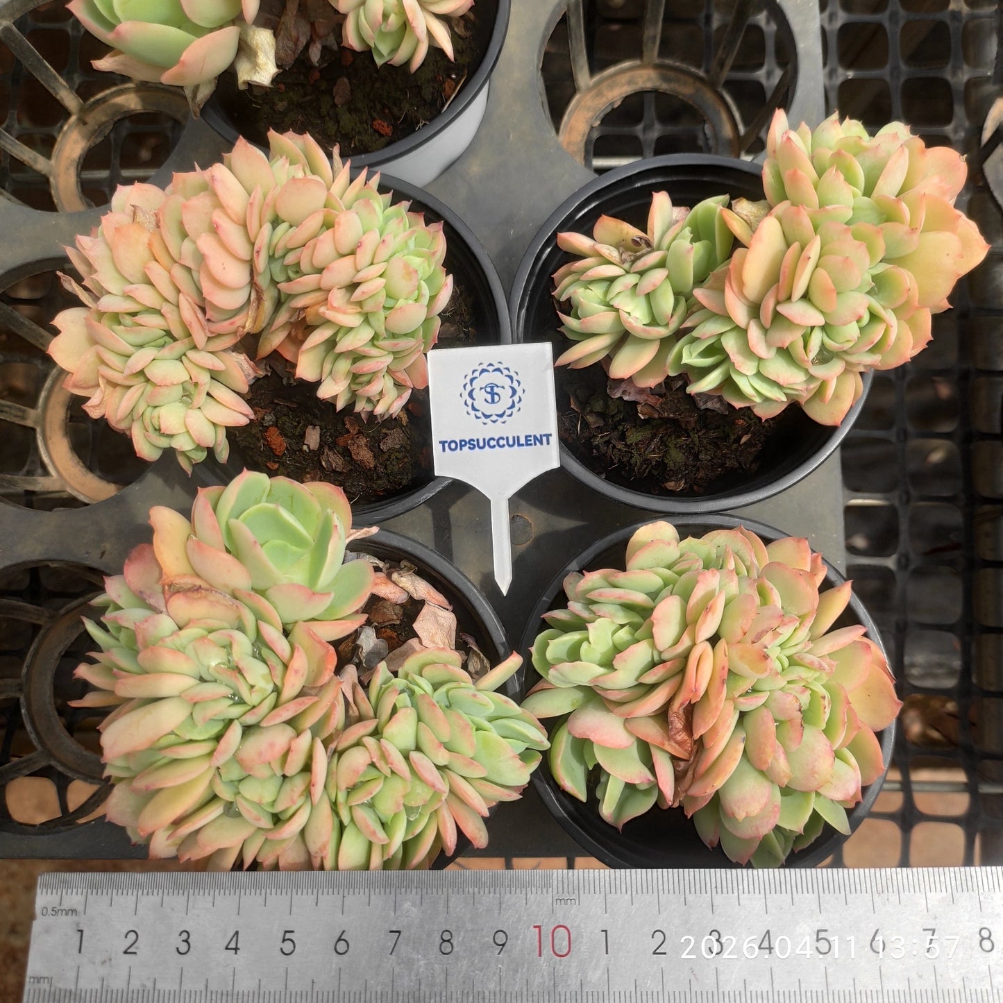 25640 Echeveria Peach Pride Cristata (9cm pot size)