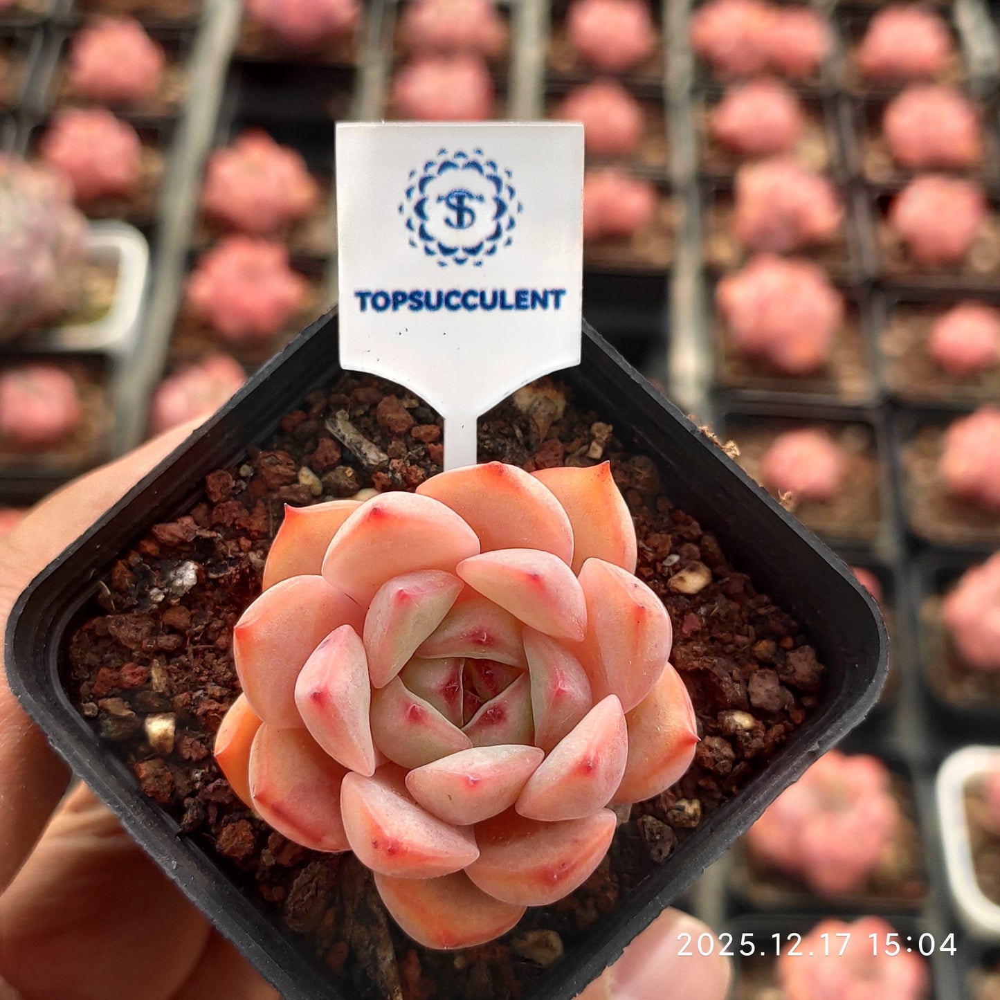 19224 Echeveria Ugly Cow (5.5cm pot size)