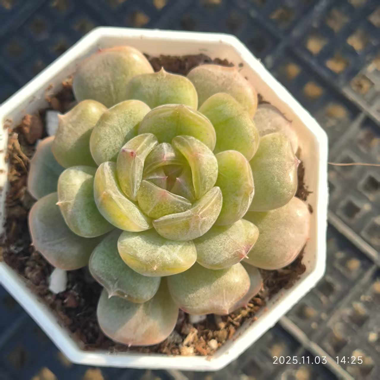 11403 Echeveria White Lover (6.5cm pot size)