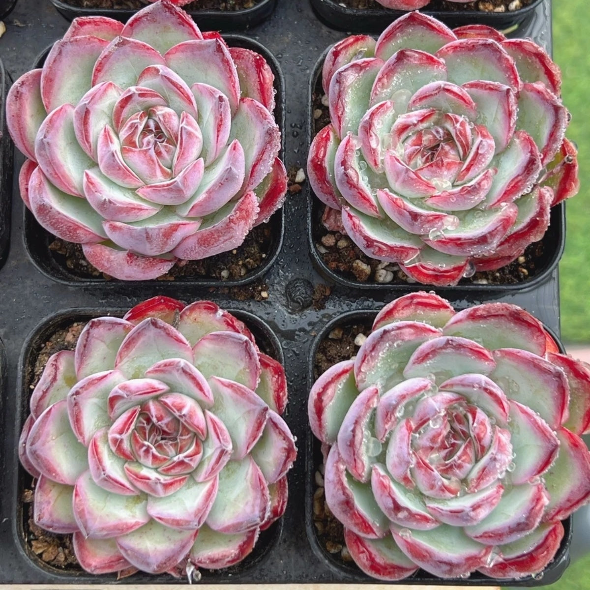 21124 Echeveria Ice Chocolate (6cm pot size)