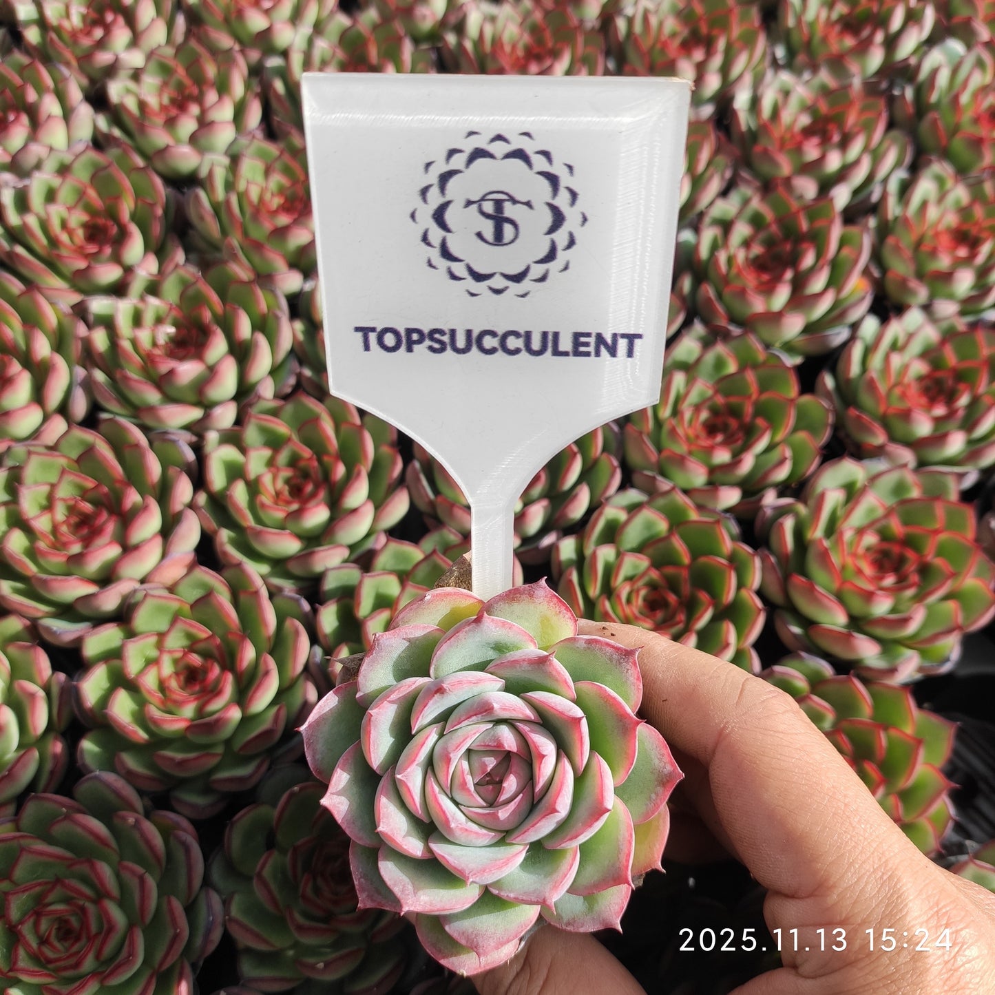 50179 Echeveria Silhouette (5.5cm pot size)