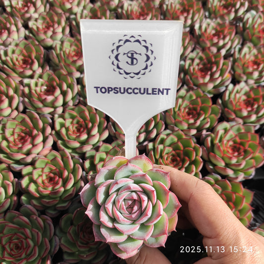 50179 Echeveria Silhouette (5.5cm pot size)