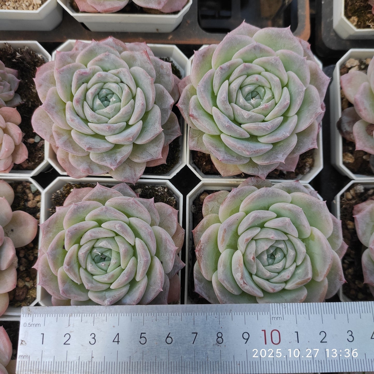 20952 Echeveria Pure Love x White Mousse (7cm pot size)